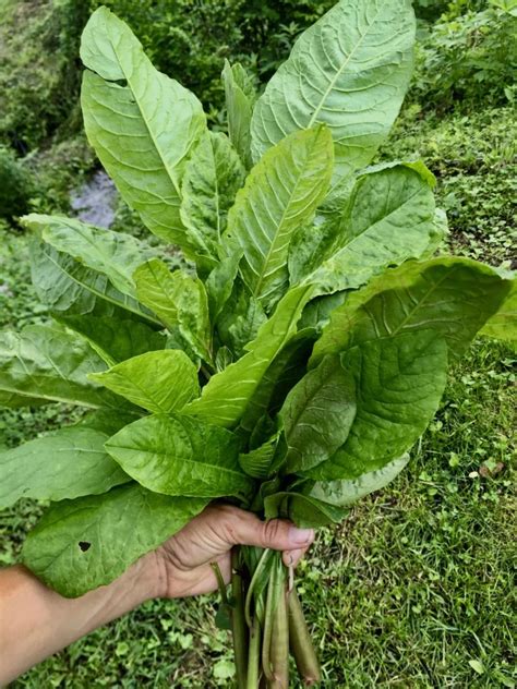 is polk salad poisonous.